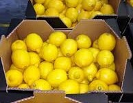 LEMONS40 LEMONS 40 # BOX  (APX 75-95  COUNT)